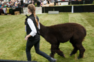 Alpaca Jubilee